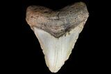 Bargain, Megalodon Tooth - North Carolina #83949-2